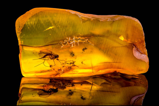 erstaunliche ostseebernstein mit eingefroren in diesem stück eine mücke. - amber stock-fotos und bilder