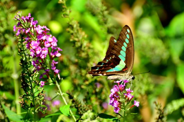 istock Buddleja/Butterfly Bush Flower and Butterfly 1059605660