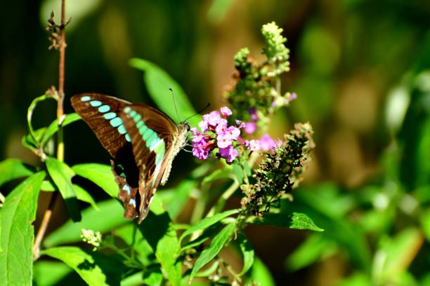 istock Buddleja/Butterfly Bush Flower and Butterfly 1059605662