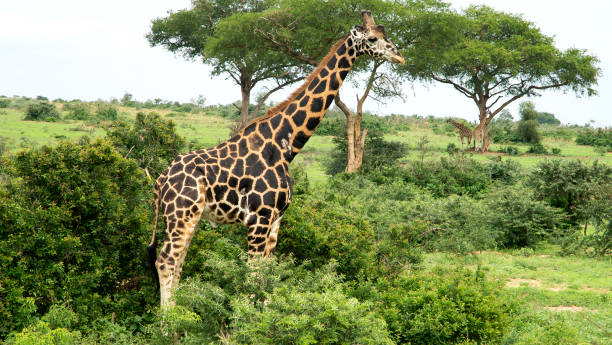 istock A Giraffe in Murchison falls national park 1059605800