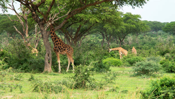 istock Giraffes in Murchison falls national park 1059605808