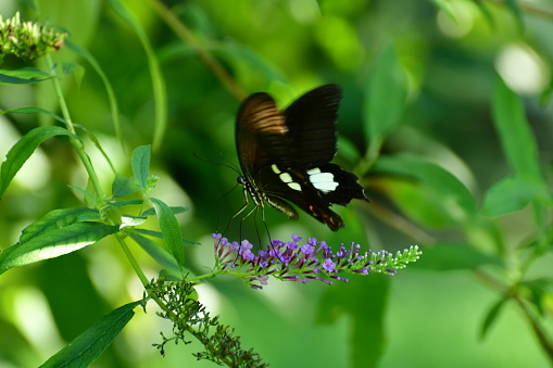 istock Buddleja/Butterfly Bush Flower and Butterfly 1059605960