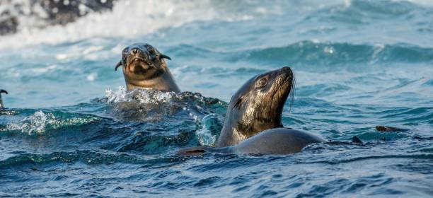 istock Seals swim in the water . 1059606220