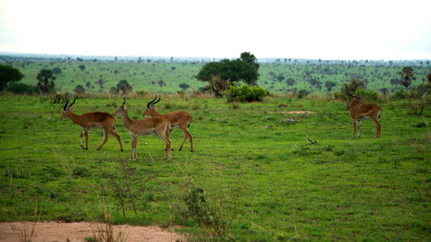 istock Male Kobs in Murchison falls national park. 1059606814