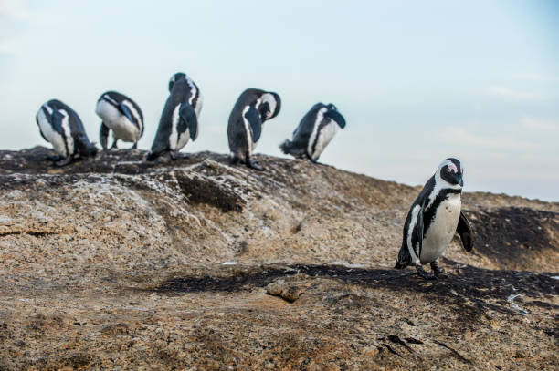 istock African penguins on the boulder in evening twilight. 1059610784
