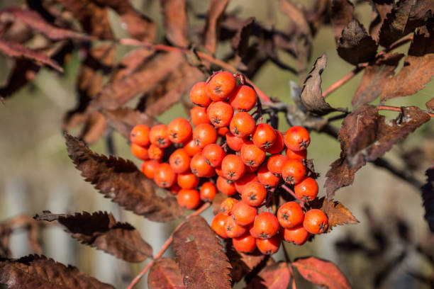 istock Bunches of rowan berries close-up on the tree branch 1059610972