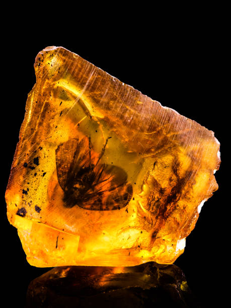 istock Amazing baltic amber with frozen in this piece a fly 1059611118