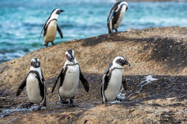 istock African penguins on the boulder in evening twilight. 1059612236
