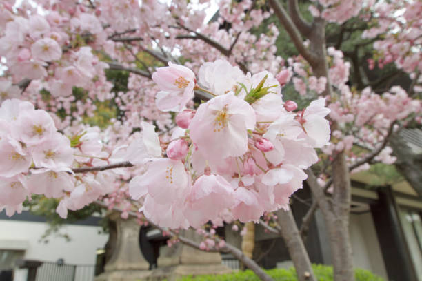 istock pink peach Blossom flowers on tree branch 1059613272