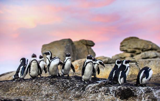 istock African penguins on the boulder at sunset. 1059613462