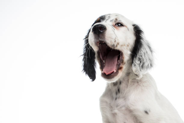 istock cute english setter baby dog on white background 1059616082
