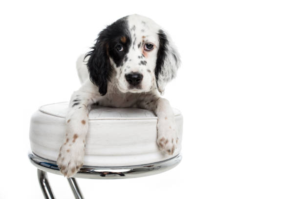 istock cute english setter baby dog on white background 1059616364