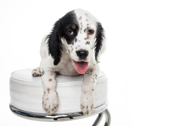 istock cute english setter baby dog on white background 1059616570