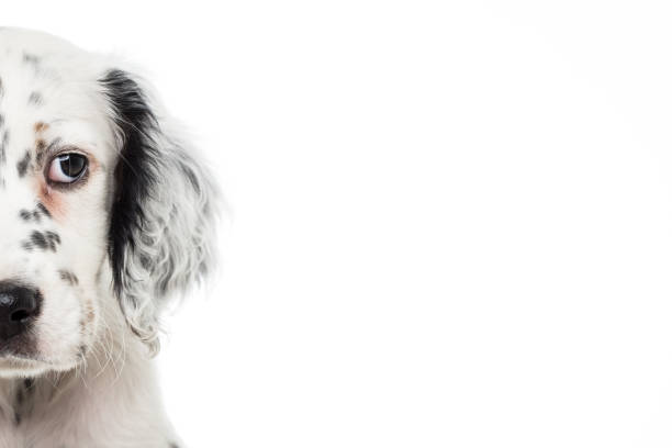 istock cute english setter baby dog on white background 1059616770
