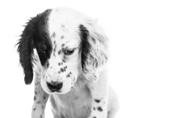 istock cute english setter baby dog on white background 1059616974