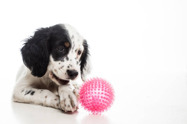 istock cute english setter baby dog on white background 1059617054
