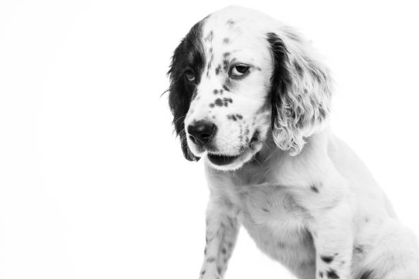 istock cute english setter baby dog on white background 1059617068