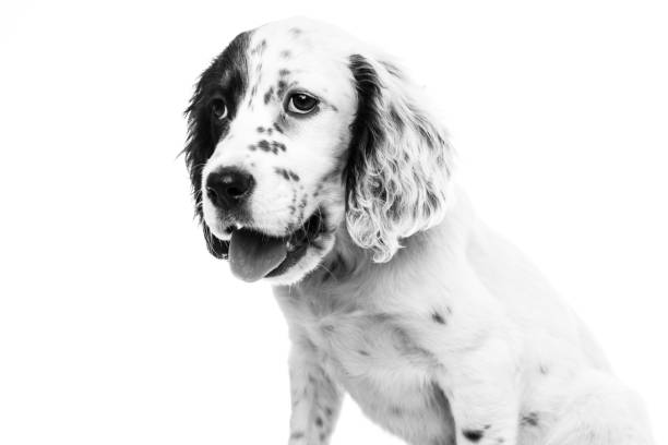 istock cute english setter baby dog on white background 1059617088