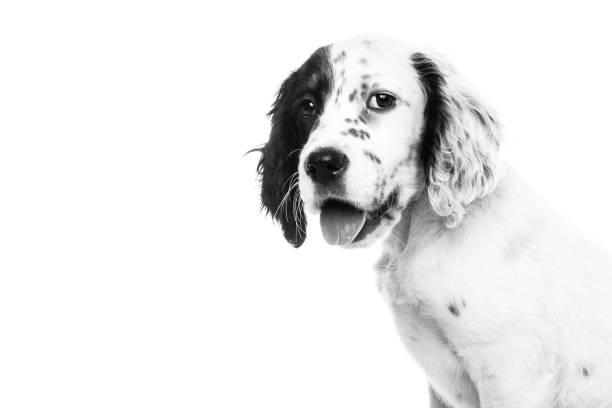 istock cute english setter baby dog on white background 1059617108