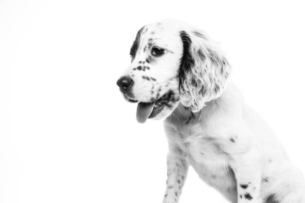 istock cute english setter baby dog on white background 1059617110