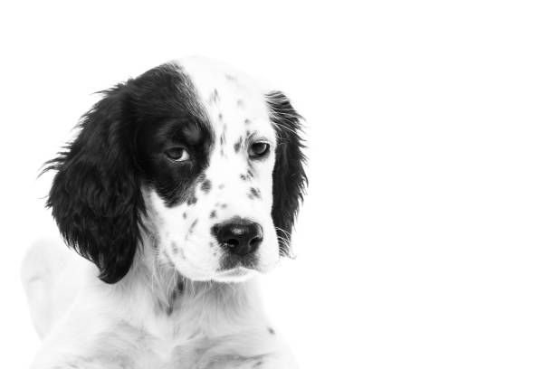 istock cute english setter baby dog on white background 1059617406