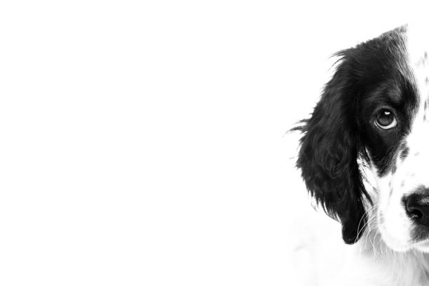 istock cute english setter baby dog on white background 1059617434