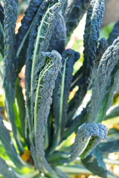 Brassica oleracea lacinato kale green plant
