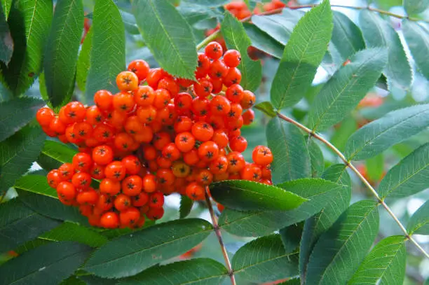 Sorbus aucuparia rowan and mountain-ash red berries with green foliage