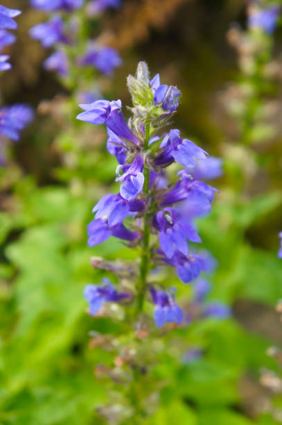 великий lobelia siphilitica синие цветы - lobelia стоковые фото и изображения