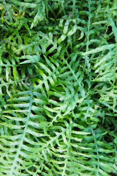istock Microsorum diversifolium fern plant 1059617722