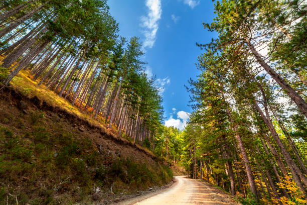 Road in Frakto wood - Greece National park - Rhodope stock photo