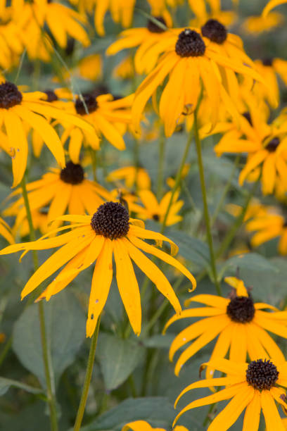 istock Black Eyed Susan 1059619870