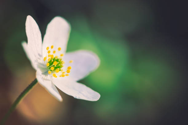 ウッド アネモネ - sweden wildflower wood anemone flower ストックフォトと画像