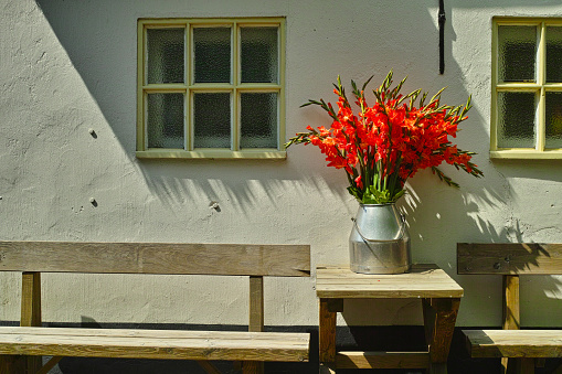 Big bouquet of red gladiolus flowers in old milk can on table outdoor in sunny lights, beautiful decoration near white house wall