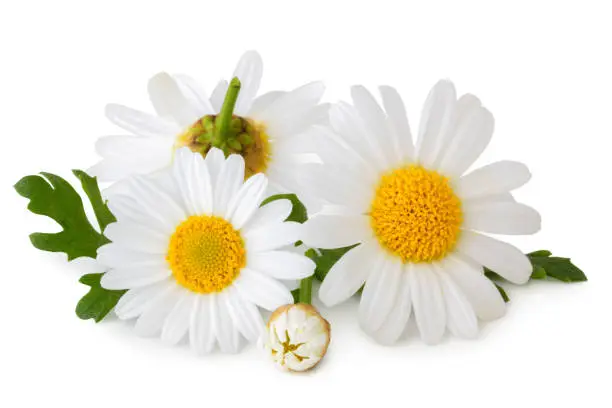 Lovely Daisies (Marguerite) isolated on white background, including clipping path without shade. Germany