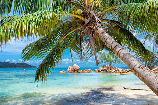 Paradise island. Palm over turquoise sea.  Summer vacation and travel concept.