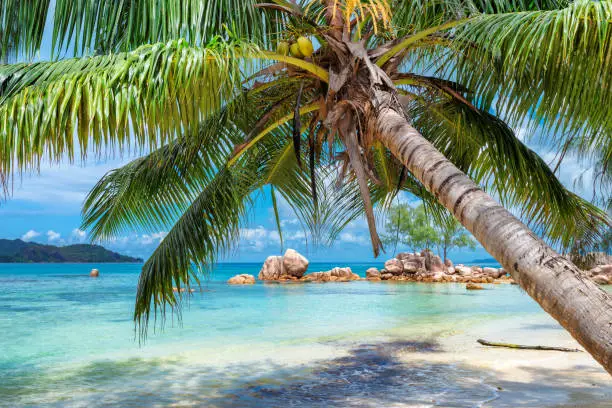 Paradise island. Palm over turquoise sea.  Summer vacation and travel concept.
