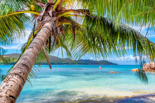 istock Tropical beach in Paradise island 1059625464