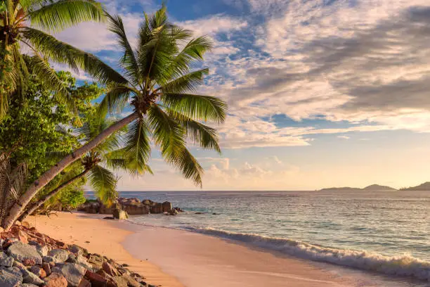 Sunset beach. Palm trees on tropical beach at sunset. Summer vacation and tropical beach concept.