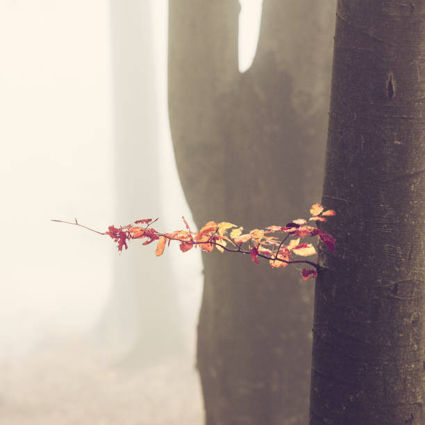 Autumn misty forest, abstract minimalist nature background suitable for wallpaper or cover
