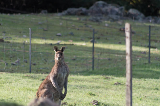 istock Wild male Kangaroo in a field 1059626358