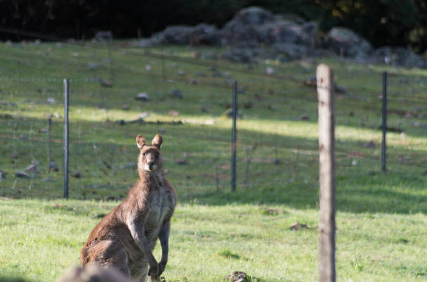 istock Wild male Kangaroo in a field 1059626368