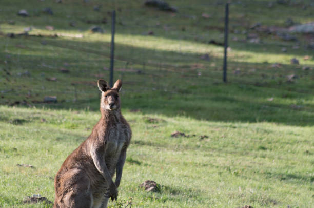 istock Wild male Kangaroo in a field 1059626560