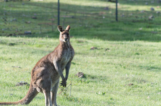 istock Wild male Kangaroo in a field 1059626650