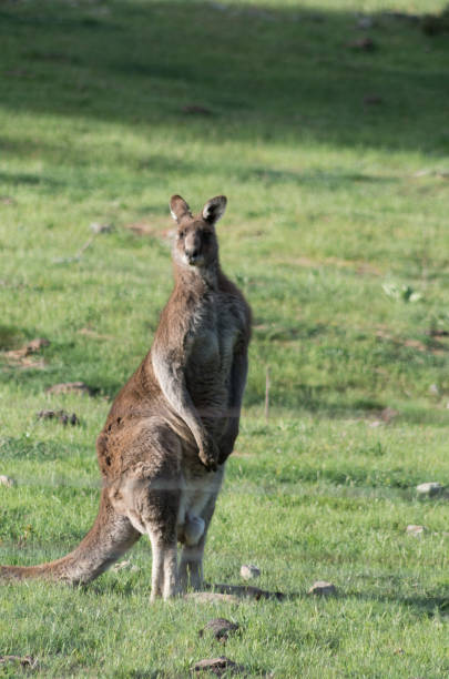 istock Wild male Kangaroo in a field 1059628350