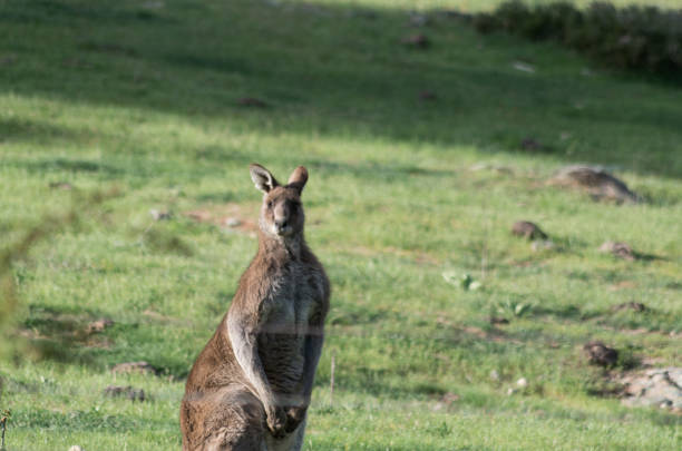 istock Wild male Kangaroo in a field 1059628356