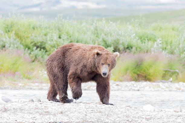 istock Grizzly Making Her Way to the River 1059632210