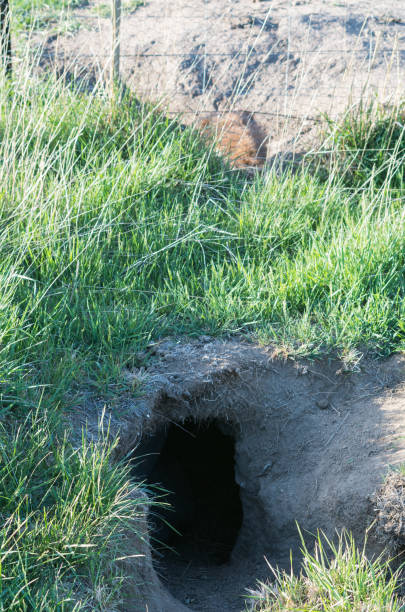 wombat with bad mange entering its burrow - common wombat imagens e fotografias de stock