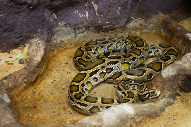 istock Reticulated python relax in cage at public park in Bangkok, Thailand 1059633270