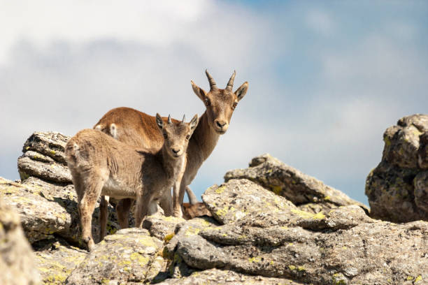 istock Mountain goat and kid looking at me 1059633600